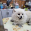 폼나개이뿌개 이미지