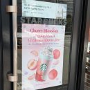 이도에코청주㈜ | [스타벅스 신메뉴] 일본 스타벅스에서 유명한 '체리 블라썸 백도 크림 프라푸치노' 솔직후기!