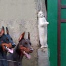 냥이와 양이 이미지