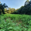 선장면 축구장 이미지