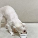 행복하개 희희멍멍 이미지