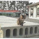 송이산장펜션 이미지