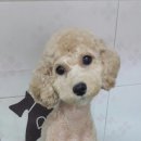 뿌리네 애견샵 이미지