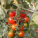 수확 중반을 향하는 유기농대추방울토마토 이미지