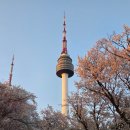 티스테이션 남산점 앞 횡단보도 | [서울] 남산 둘레길 벚꽃 실시간 개화상황