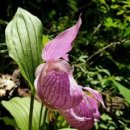 복주머니 이미지