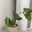 조양산부인과의원 | 임신8주~ 임신11주 기록 : 차병원 vs 허유재병원 분만병원으로 전원 후기, 1차기형아검사