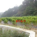 청풍목장 이미지