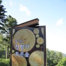 잣향기푸른숲 축령백림관 | 가평 가볼 만한 곳, 잣향기푸른숲 무장애 나눔길과 수국 피어난 숲길 힐링 산책