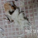 바로설비