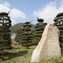 수련꽃차