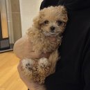 개청순한고양이 | 25.04 오직 휴일만 기다리는 직장인의 삶