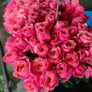 하나농장 이미지