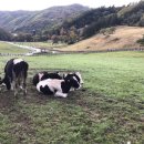 서울목장 이미지