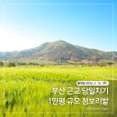 조만강생태체육공원 이동식화장실 | 부산 근교 당일치기 여행지 김해 청보리밭 실시간 상태 및 주차 정보