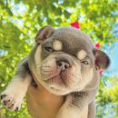 J&L 희귀모색 프렌치불독 | 대구프렌치불독분양 J&amp;L에서 티컵프렌치불독 예약분양 후기