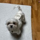 우주펫살롱 이미지