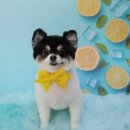 니니 애견 미용실 이미지