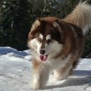 24시 아이동물메디컬센터 이미지