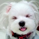 예쁜강아지 네이버블로그