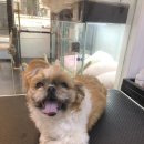 꼬몽그루밍 이미지