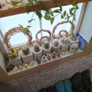 하이농장 | [내돈내산]하이선인장에서 선인장 쇼핑 후기