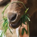 축산가축인공수정소 이미지