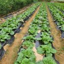 경인농장2 이미지