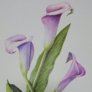 [성인] 색연필로 그리는 꽃 그림 보태니컬 아트 이미지