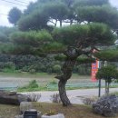 시탕뿌리 | 금산,시탕뿌리식당 리뷰