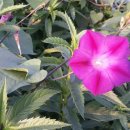 오남제일의원 이미지