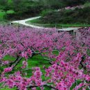 [정기]연초록 주산지..연분홍빛의 휘향이 내리깔린 복사꽃의 천지와..드넓은 푸른빛의 바닷길을 걷는다..영덕기행..4/24(일).. 이미지
