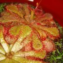 비너스타 이미지