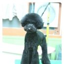 코지펫살롱 이미지