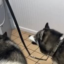 형제동물병원 이미지