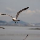 갈매기의 꿈 이미지