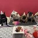 Hi,댕댕 | 귀여운 우리 강아지생일에는 부산 ‘하이브리’ 케이크와 함께!