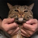 지코바홍대