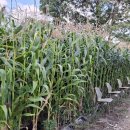 대파니 힐링팜 이미지