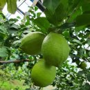 소영농장 이미지