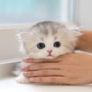 부산강아지분양 미유펫 | 부산고양이가정분양, 미유펫 솔직 입양 후기