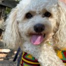 도시 강아지 이미지