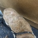 애견미용실 바비펫 이미지