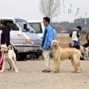 아프칸하운드 & Whippet(휘핏) 이미지