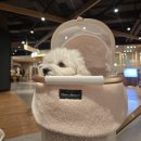 소록도병원 안내소 주차장(1층) | [경산 스타필드마켓 반려견 동반 방문 후기]춘식이랑 따뜻하게 다녀온 실내 나들이