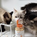 파트너펫 | 노즈워크 고양이 간식 득템방법 네이버펫바우처 조공 미니트릿 구매 후기