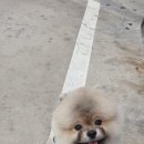 THE반하개 네이버블로그