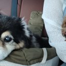 까사델뻬로 이미지