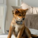 왈가왈부 반려견센터 이미지