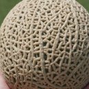 바노마트 이미지